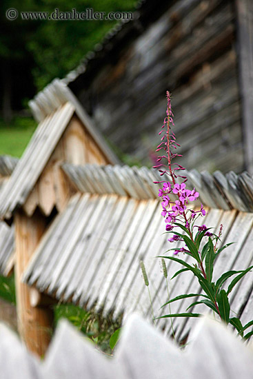 flower.jpg