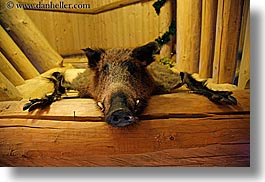images/Europe/Poland/Zakopane/Misc/wild-boar.jpg