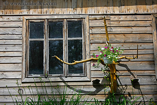 window-n-plant-in-tree.jpg