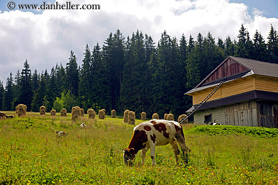 cow-in-pasture.jpg