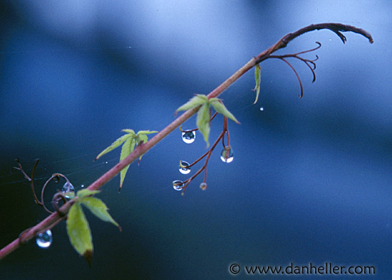 plant-drip.jpg