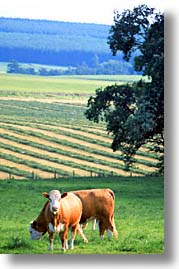 animals, cows, cowscows, england, europe, farm, scotland, united kingdom, vertical, photograph