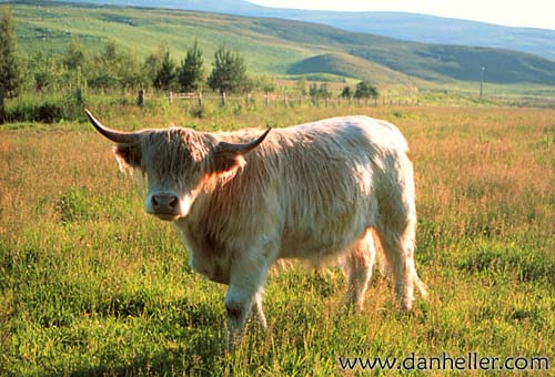 highland-cattle-b.jpg