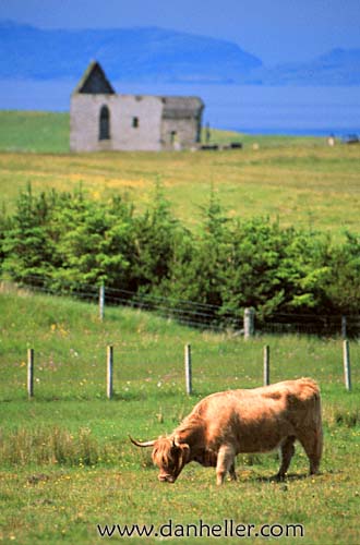 highland-cattle-c.jpg