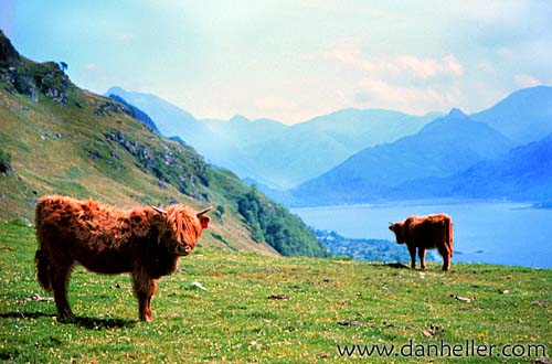 highland-cattle-d.jpg