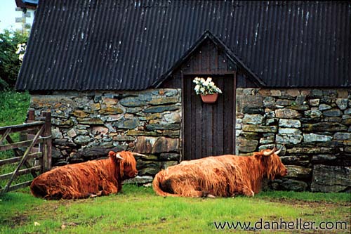 lounging-cattle.jpg