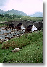 images/Europe/Scotland/Animals/Sheep/sheep-0003.jpg