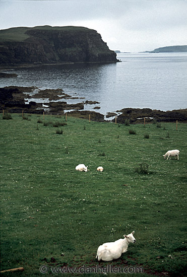 sheep-0004.jpg