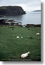 images/Europe/Scotland/Animals/Sheep/sheep-0004.jpg