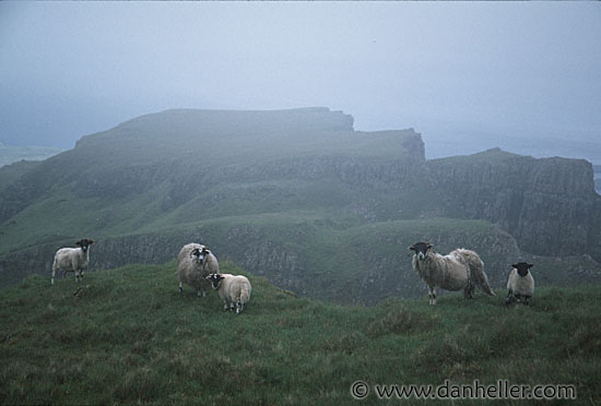 sheep-0009.jpg