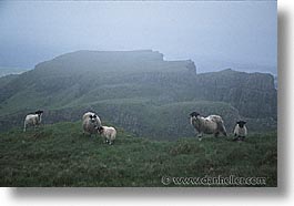 images/Europe/Scotland/Animals/Sheep/sheep-0009.jpg