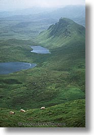 images/Europe/Scotland/Animals/Sheep/sheep-0010.jpg