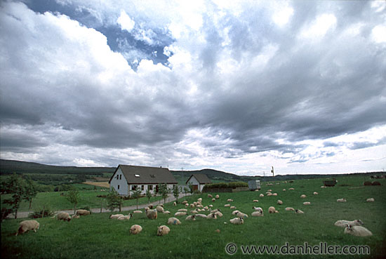 sheep-big-skye.jpg