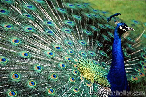 peacock.jpg