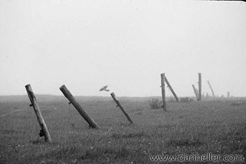 fog-fence.jpg