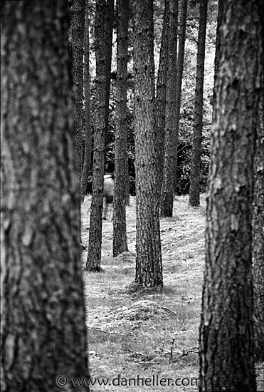 forest-walk.jpg