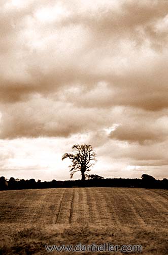 lone-tree-b.jpg