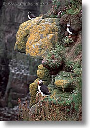 birds, england, europe, scotland, united kingdom, vertical, photograph