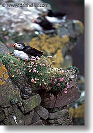 images/Europe/Scotland/Birds/puffin-0001.jpg