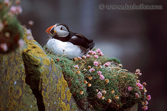 puffin-0002.jpg