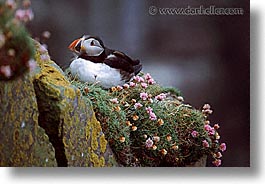 birds, england, europe, horizontal, puffin, scotland, united kingdom, photograph