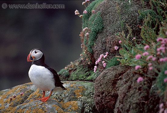 puffin-0003.jpg