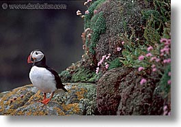 images/Europe/Scotland/Birds/puffin-0003.jpg
