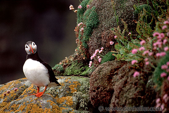 puffin-0004.jpg