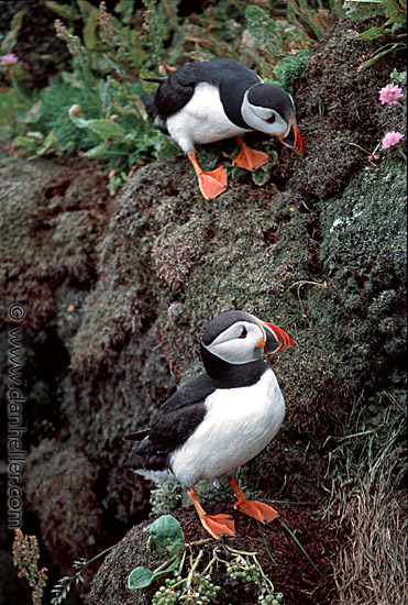 puffin-0005.jpg