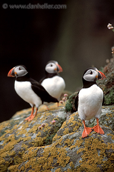 puffin-0006.jpg