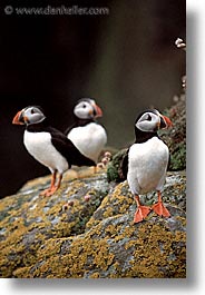 images/Europe/Scotland/Birds/puffin-0006.jpg