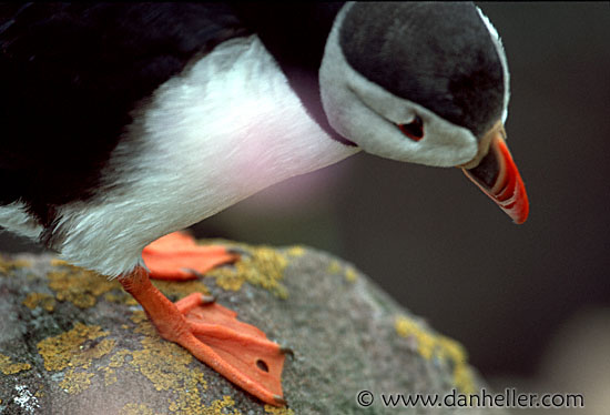 puffin-0007.jpg