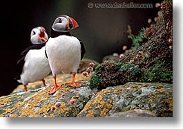 images/Europe/Scotland/Birds/puffin-0009.jpg