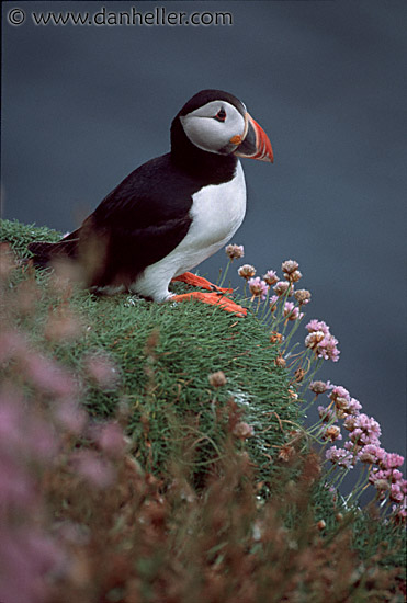 puffin-0010.jpg