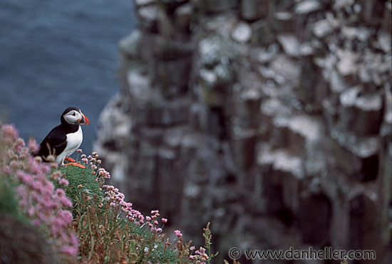 puffin-0012.jpg