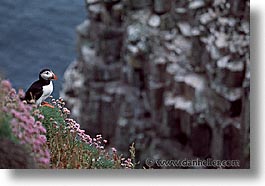 images/Europe/Scotland/Birds/puffin-0012.jpg