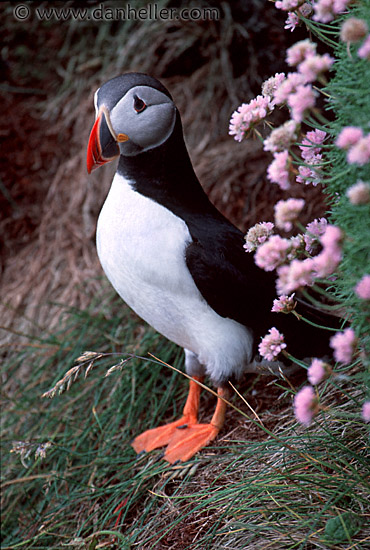 puffin-0013.jpg