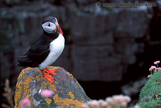 puffin-0014.jpg