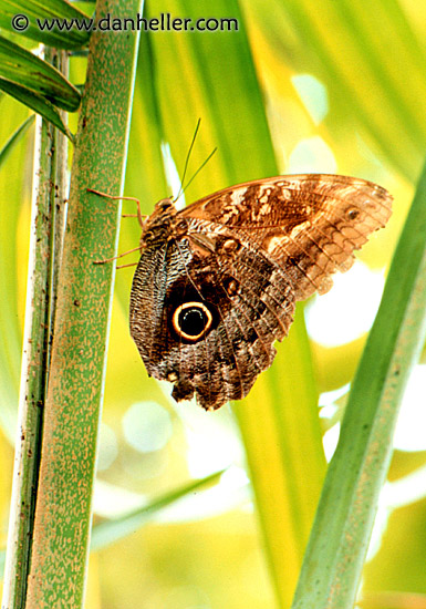 owl-butterfly.jpg