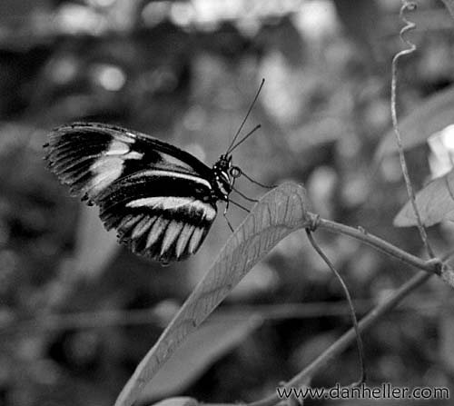 postman-butterfly.jpg