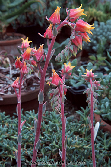 echeveria.jpg