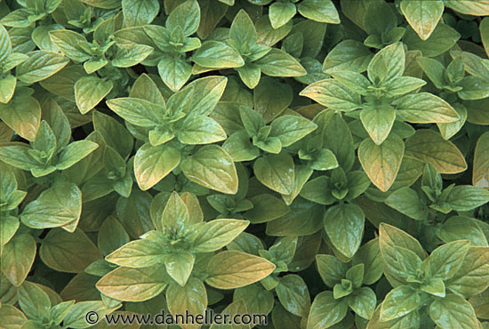 green-leaves-0003.jpg
