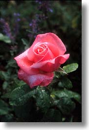 images/Europe/Scotland/Flowers/inverewe-rose.jpg