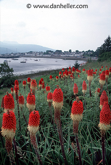 kniphofia-1.jpg