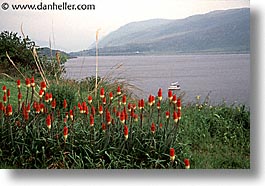 images/Europe/Scotland/Flowers/kniphofia-2.jpg