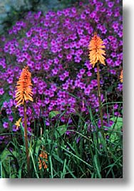 images/Europe/Scotland/Flowers/oxalis.jpg