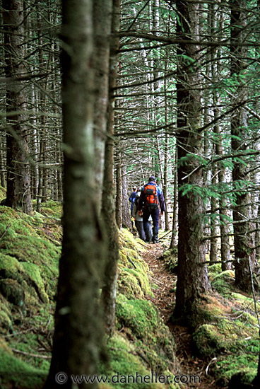 hiking-in-woods.jpg