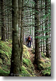england, europe, glen afric, hiking, scotland, united kingdom, vertical, woods, photograph