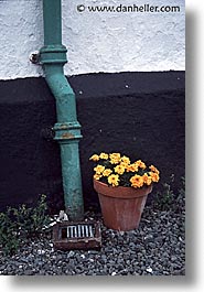images/Europe/Scotland/Misc/green-pipe-n-flower.jpg