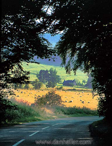 tree-tunnel-a.jpg